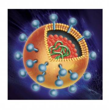 Bild zu Weg mit den Leberviren! Möglichst für immer....